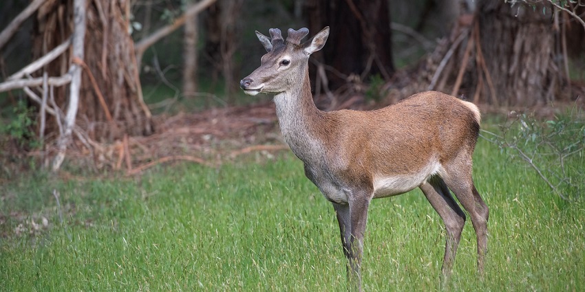 A sambar deer in the wild, illustrating the herbivorous wildlife commonly seen in the landscape