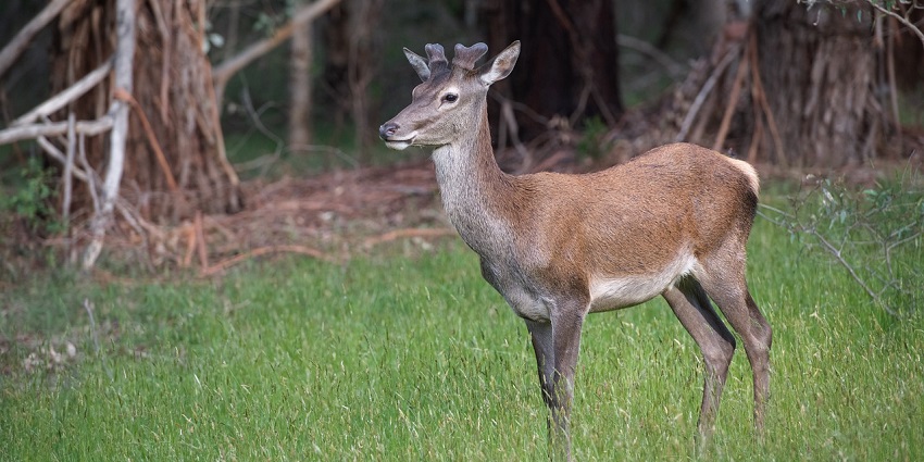 A sambar deer in the wild, illustrating the herbivorous wildlife commonly seen in the landscape