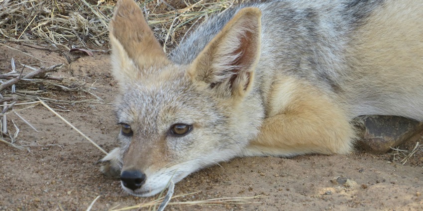 A jackal lazily sitting on the ground after having food, preparing to rest for the day.