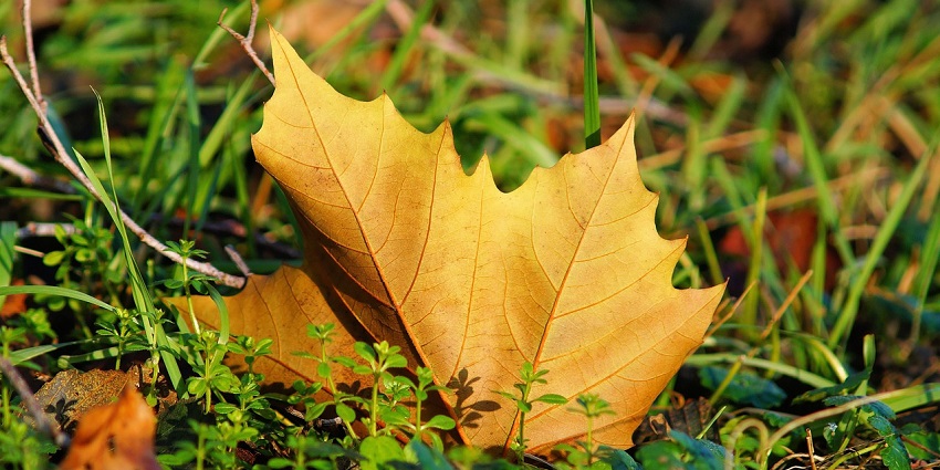 There are various factors to consider before planning a trip to a forested region.