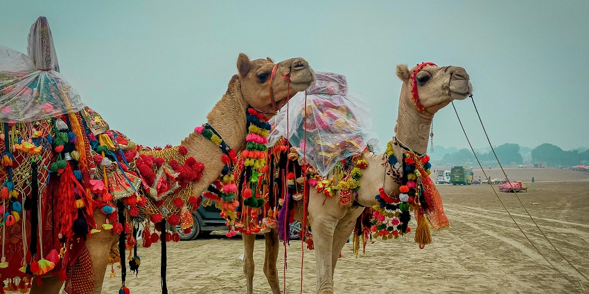Pack lightly for a camel safari: sunscreen, hat, and hydration essentials.