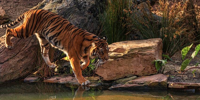 Night Safari in Ranthambore begins 2-3 hours after sunset, so arrive early.