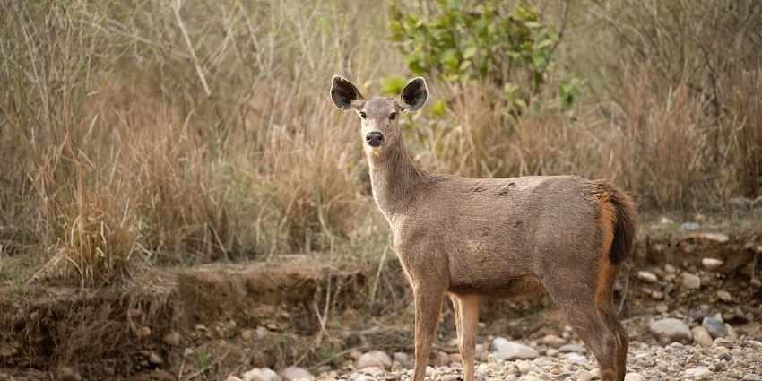 A doe standing amidst golden meadows, offering a sight worth capturing