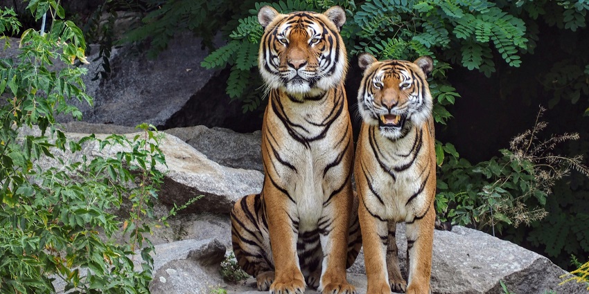 Beautiful image of the pair of tiger in the forest sitting on the stone in their natural habitat
