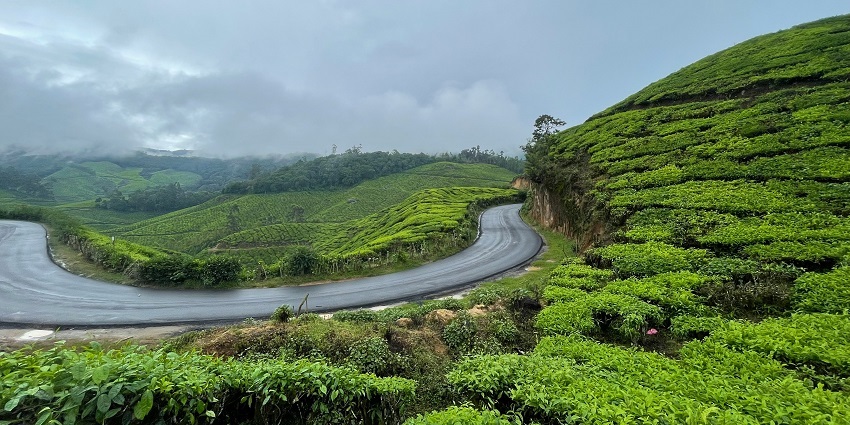 You can explore the verdant fields of Palampur Tea Gardens after paragliding in Kasol.