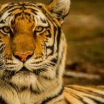 A fascinating view of a fierce tiger sitting on top of a wooden lodge during the daytime.