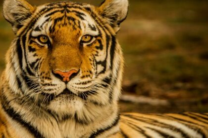 A fascinating view of a fierce tiger sitting on top of a wooden lodge during the daytime.