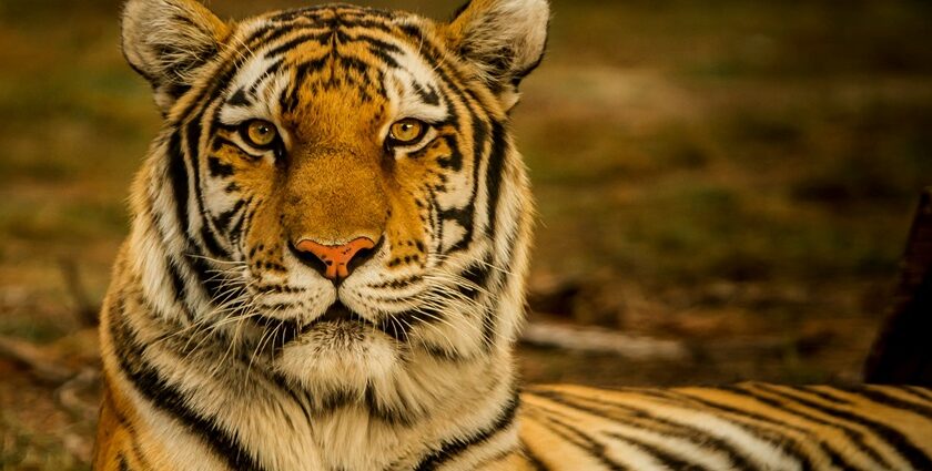 A fascinating view of a fierce tiger sitting on top of a wooden lodge during the daytime.