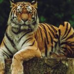 A fascinating view of a fierce tiger sitting on top of a wooden lodge during the daytime.