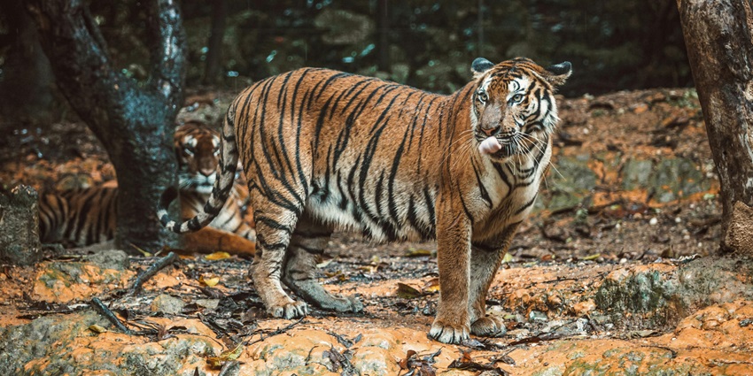 Image of an royal bengal tiger, standing amidst the lush landscapes of the reserve