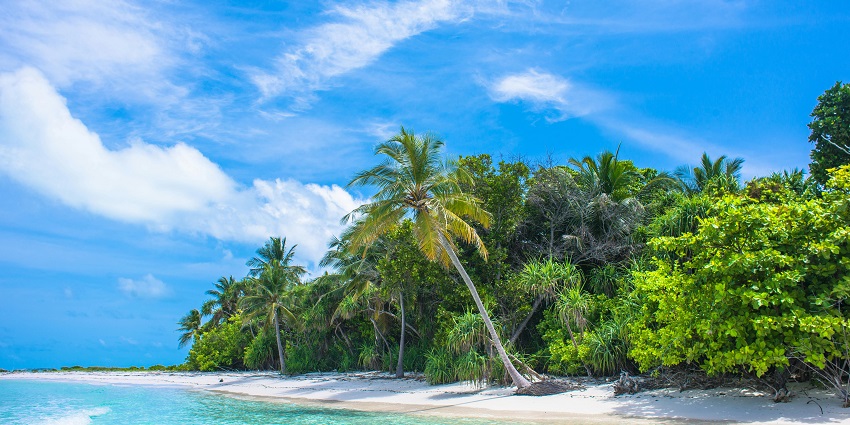 Serene palm tree stands by a tranquil body of water, reflecting a peaceful atmosphere.