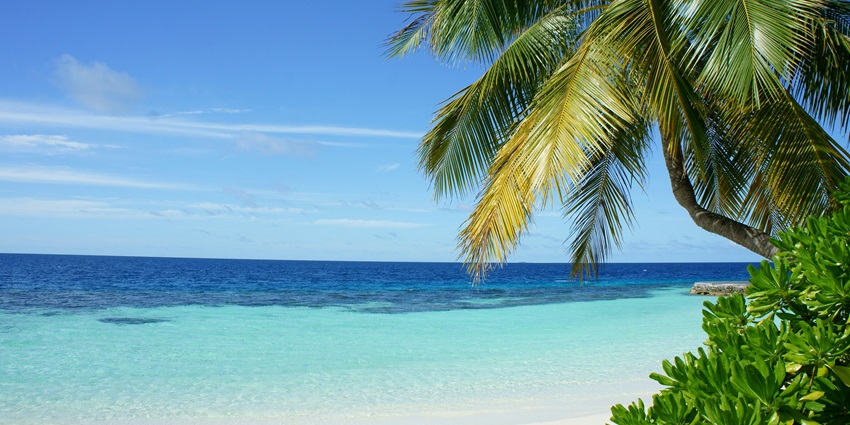 A glimpse of pristine golden sands decked with tall palm trees at Palolem Island Reserve.