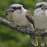 There are a variety of birds you can spot at the Pamed Wildlife Sanctuary in Chhattisgarh