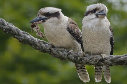 There are a variety of birds you can spot at the Pamed Wildlife Sanctuary in Chhattisgarh