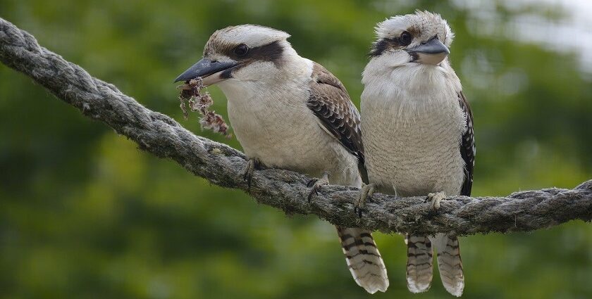 There are a variety of birds you can spot at the Pamed Wildlife Sanctuary in Chhattisgarh