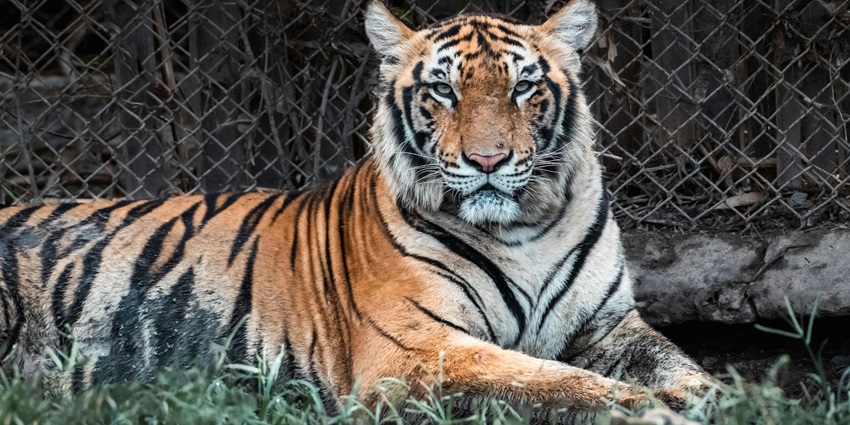 Panna National Park, surrounded by forest, is a popular destination near Gangau Wildlife Sanctuary.