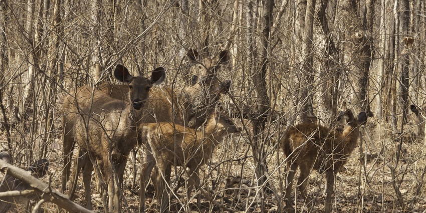 An image of Sambar deers that are protected in the safe boundaries of the Panna National Park.