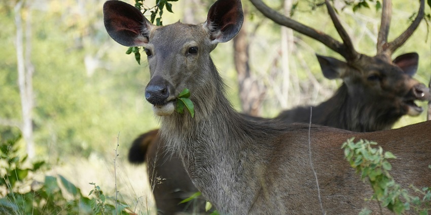 A breathtaking view of a couple of deer eating green grass in Panna National Park.
