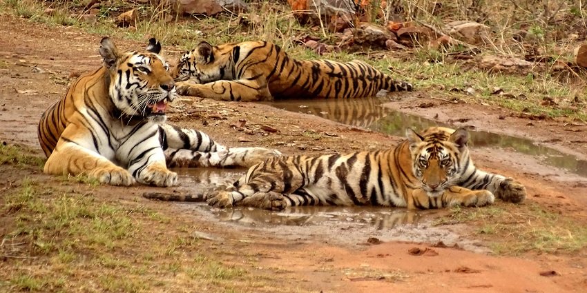 Tigers in Panna National Park, well-known for the diverse range of flora and fauna.