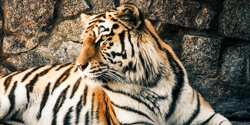 Exploring the tiger reserve is among the best things to do inside the Panna National Park.