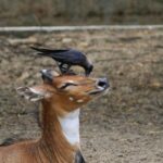 Nilgai antelopes and crows engaging in a symbiotic relationship in Panna Wildlife Sanctuary