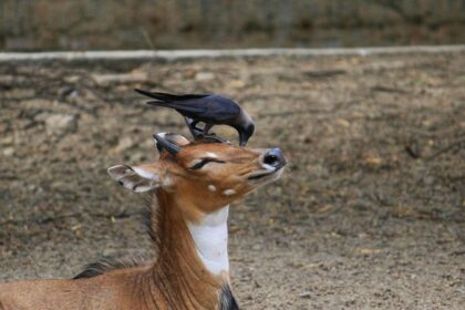 Nilgai antelopes and crows engaging in a symbiotic relationship in Panna Wildlife Sanctuary