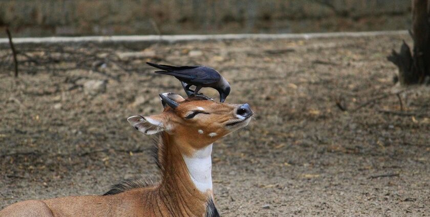 Nilgai antelopes and crows engaging in a symbiotic relationship in Panna Wildlife Sanctuary