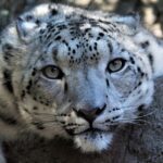 A leopard prowling through the wild, highlighting the big cats found in Panpatha Wildlife Sanctuary