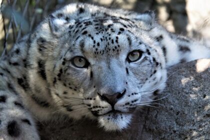 A leopard prowling through the wild, highlighting the big cats found in Panpatha Wildlife Sanctuary