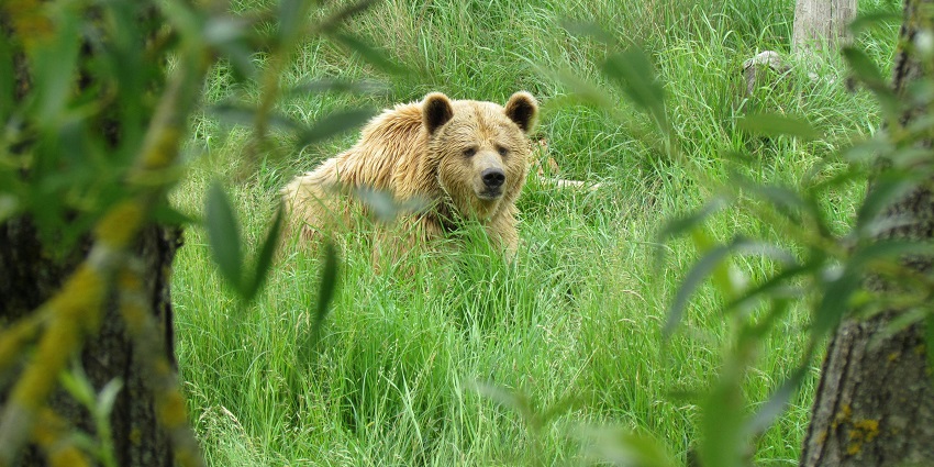 An image of a wild brown bear at the a Wildlife Sanctuary that is used for representation.
Viewers of this file can see comments and suggestions