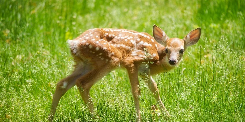 Pant Wildlife Sanctuary is one of the off-beat wildlife sanctuaries in Bihar to explore.