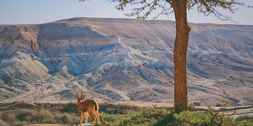 A panoramic view of the scenic hills in Papikonda Wildlife Sanctuary, teeming with diverse flora and fauna