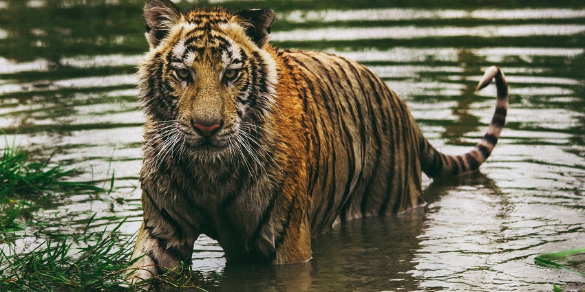 Parasnath Wildlife Sanctuary, one of the best places to visit near Parasnath Temple.