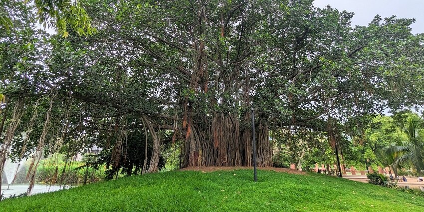 Image of a massive banyan tree in Parimal Garden on green grass field