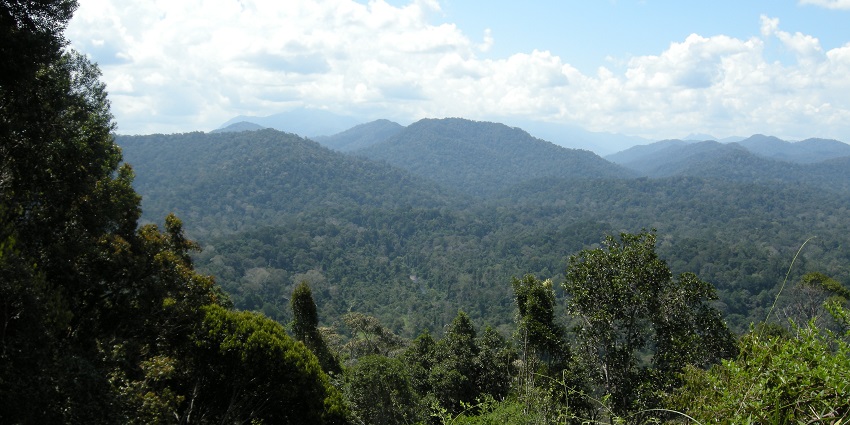 Taman Negara, Malaysia, Panoramic View: Panoramic view of Taman Negara, Malaysia, with dense green forests.