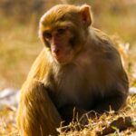 A cute monkey relaxing inside Parsa National Park surrounded by picturesque views all around.