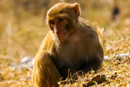 A cute monkey relaxing inside Parsa National Park surrounded by picturesque views all around.