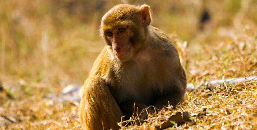 A cute monkey relaxing inside Parsa National Park surrounded by picturesque views all around.