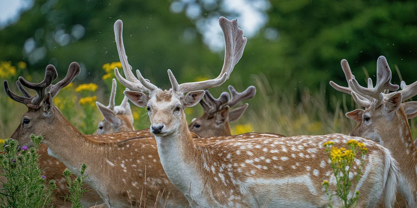 Herd of deer in Parsa Wildlife Reserve, showcasing the rich biodiversity of Nepal.