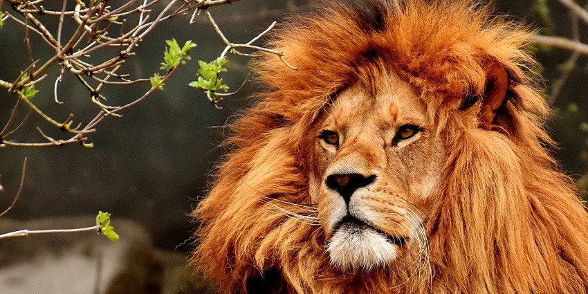A Lion roaring at the Patna Zoo, which has educational tours and programs