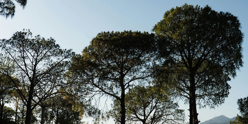 Picturesque view of moments of serenity in nature's embrace at Parwanoo - hills station you can’t miss