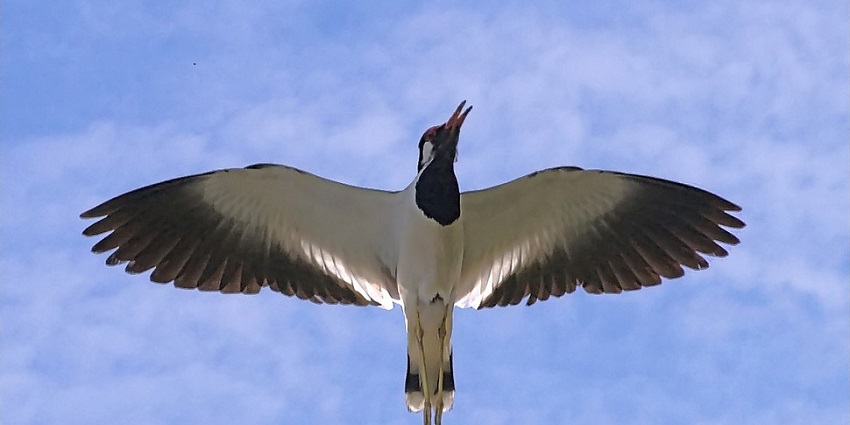 Pashan Lake is one of the places to visit in Baner that is ideal for birdwatching, walks, and nature photography.
