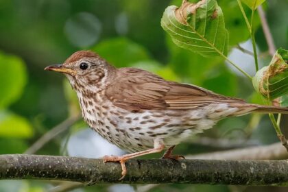 Spot a variety of birds and avian species at the Sanjay Gandhi Biological Park or the Patna Zoo