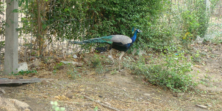The photo of an Asian peacock, a popular tourist attraction near the Albert Museum