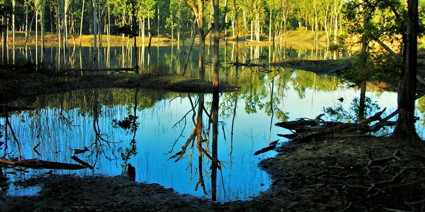 A picture of the lush, green landscape of Pench National Park located in Madhya Pradesh, India.