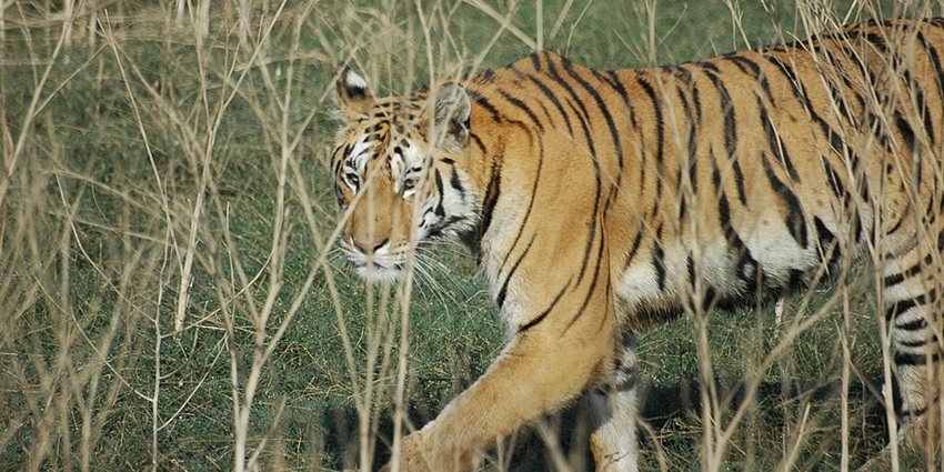 Scenic view of Pench National Park, a popular tourist attraction near Jabalpur.