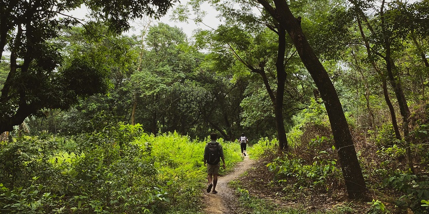 Two people stroll down a dirt path surrounded by lush green trees in a serene forest.