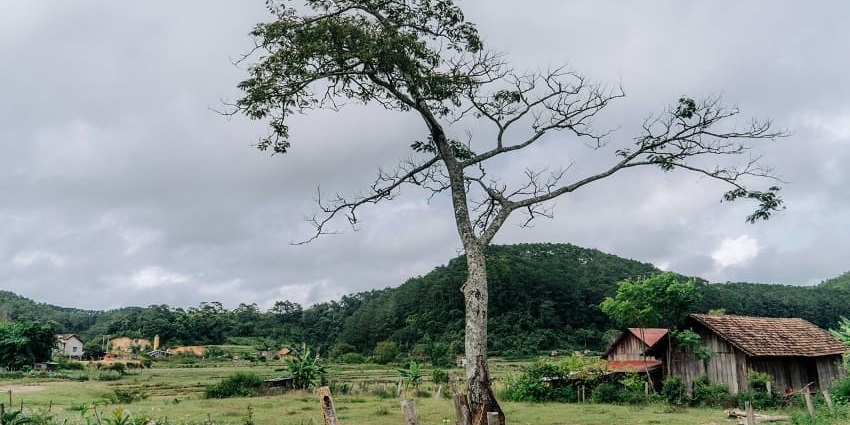 Mesmerising view of a tree standing near the sheds of a village with lush hills in the background