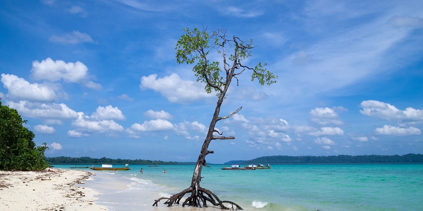 Mangrove tree on a beach in and the beautiful blue lagoons of the majestic waters of ocean