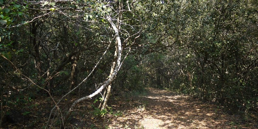 Phansad Wildlife Sanctuary showcases diverse wildlife and stunning landscapes.